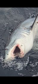 Two Trophy Makos