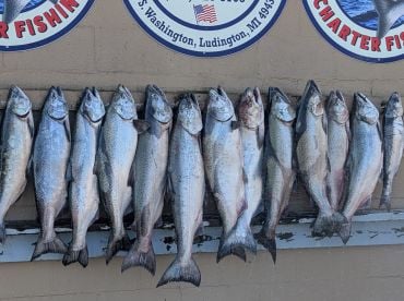 Early bird always catches the salmon