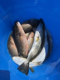 Great Trip - Multiple species!