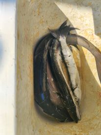 Great fishing trip
