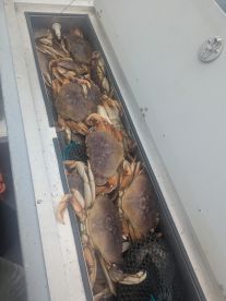 Caught some dinner 