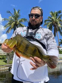 Peacock bass