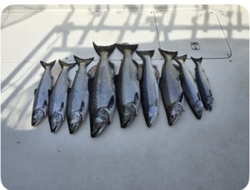 Great for the unexperienced fisherman 