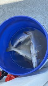 Fantastic Half Day fishing!!!