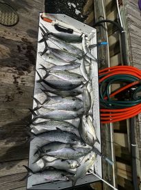 Great morning catching fish