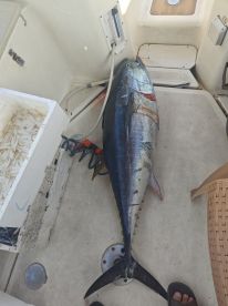 Captain Zoran helped us catch a Blue Fin Tuna