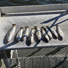 Reel Therapy Fishing with plenty of fish.