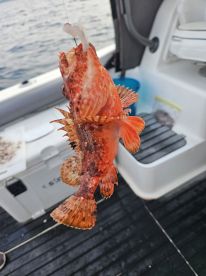 Great family charter