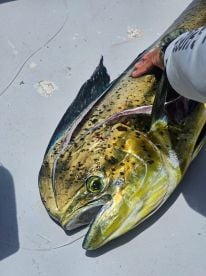 Half Day Fishing Extravaganza 