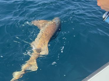 First salt water fishing experience 