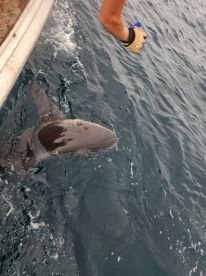 Shark Tales