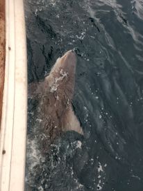 Shark Tales
