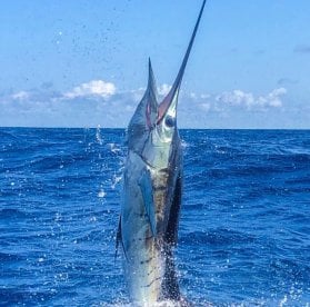 Bob Marlin always puts you on the fish 