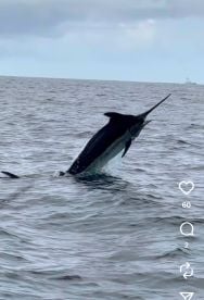 Bob Marlin always puts you on the fish 