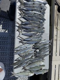 Mackerel Frenzy