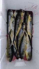 Dream Trip 🐟🎣😄