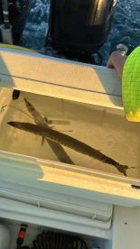 Barracuda trolling and lot of fun 