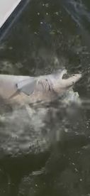 Prime time shark trip