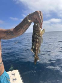 12 fish 2 birds