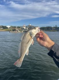 Pretty good trip