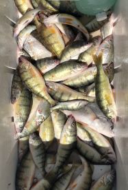 Great fishing trip with Captain Tyler!