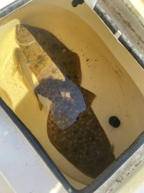 Great day in Carolina Beach fishing for Flounder