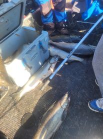 salmon trip with son..