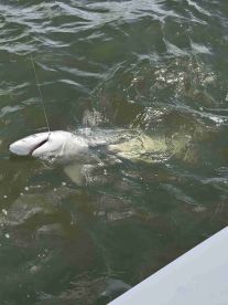 gentleman through and through 