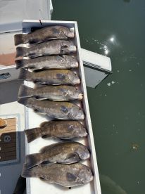 Tautog limited out 