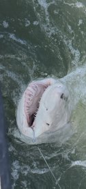We caught jaws!