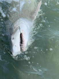 We caught jaws!