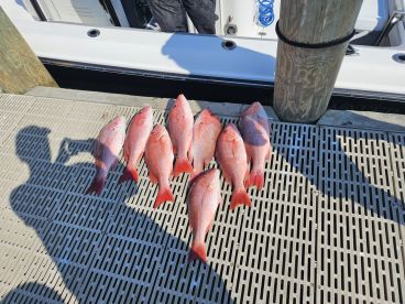 Great snapper day!