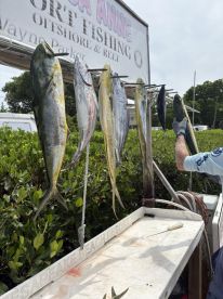 Boat Captain knows what he is doing!