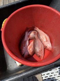 Great day of fishing!