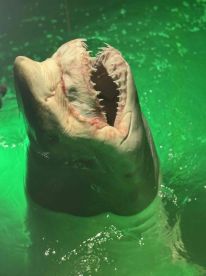 Huge shark and great company