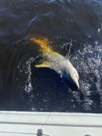 Mom reels in a sea monster 
