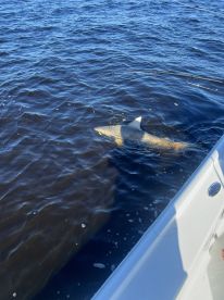 Mom reels in a sea monster 