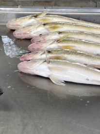 Great fishing for walleye.