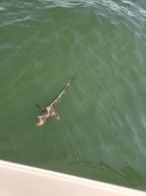 Bucket list moments on the Gulf