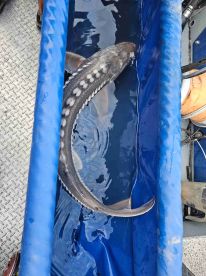 Best Fishing Charter We've taken.