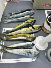 nabbed a blue marlin