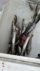 Great Boat Skipper and deckhand Rob