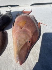 Great fishing experience 