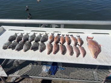 Great fishing experience 