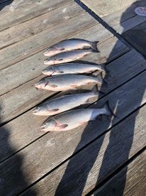 had a great time, great guide, and we got our limits!