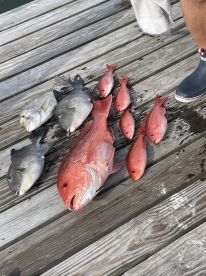 Snapper catch