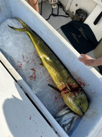 Mahi Mahi on the troll. Giant 40 lb. Trevally, gray snapper .z 