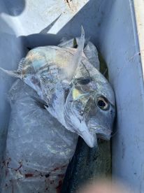 Mahi Mahi on the troll. Giant 40 lb. Trevally, gray snapper .z 