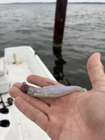 Successful fun morning of fishing