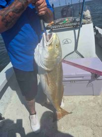 \u2b50\ufe0f\u2b50\ufe0f\u2b50\ufe0f\u2b50\ufe0f\u2b50\ufe0f 5\/5 Once-in-a-Lifetime Fishing Trip!